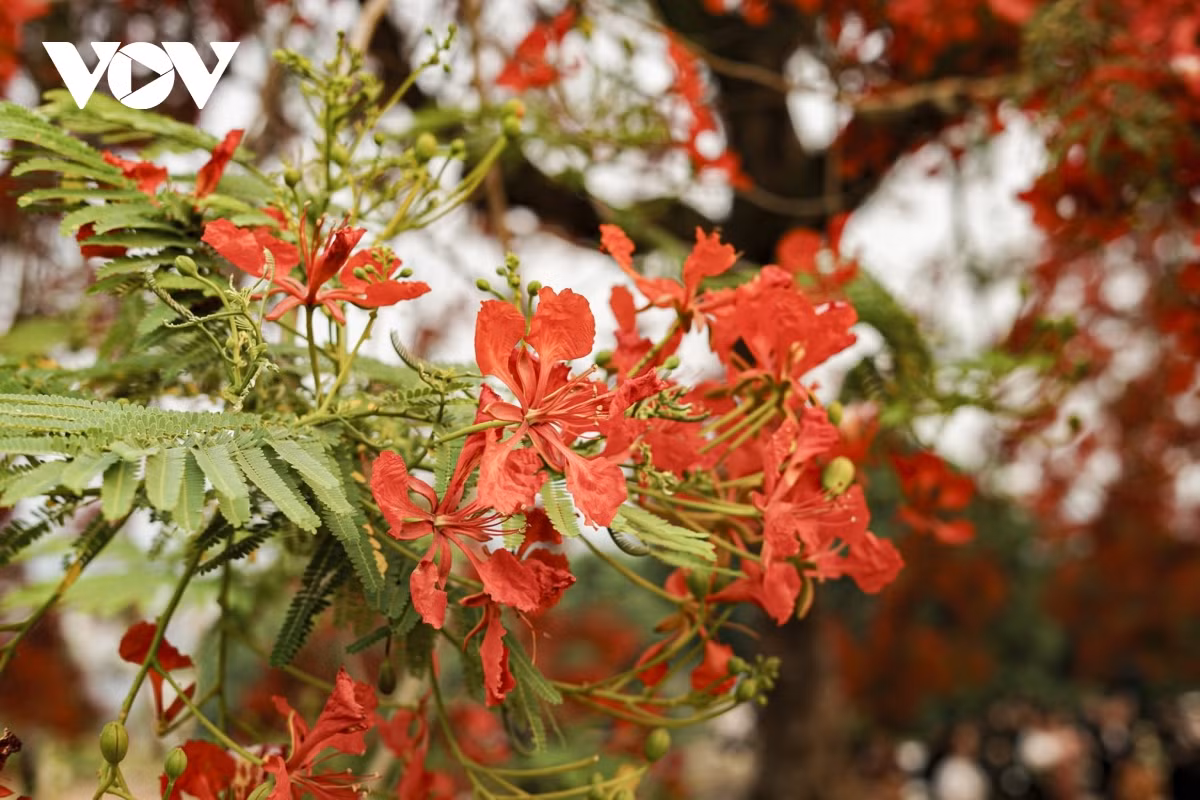 Les fleurs de flamboyants ont des pétales étalés rouge vif et rouge orangé. Avec sa couleur rouge brillant, ces fleurs rappellent souvent l’image du feu. Photo: VOV.