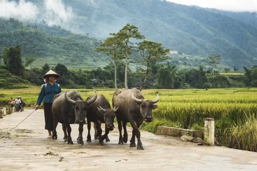 En 2020, le Comité populaire de la province de Yen Bai a inscrit le village touristique de Khim Noi sur la liste de ses produits OCOP 4 étoiles (One Commune, One Product – À chaque commune son produit). Photo : Vntravellive.