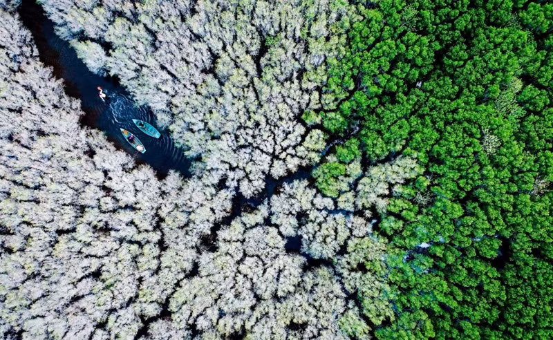 La forêt d'arbres lumnitzera racemosa Bau Ca Cai en automne. Photo : Alex Cao. La forêt d'arbres lumnitzera racemosa Bau Ca Cai en automne. Photo : Alex Cao.