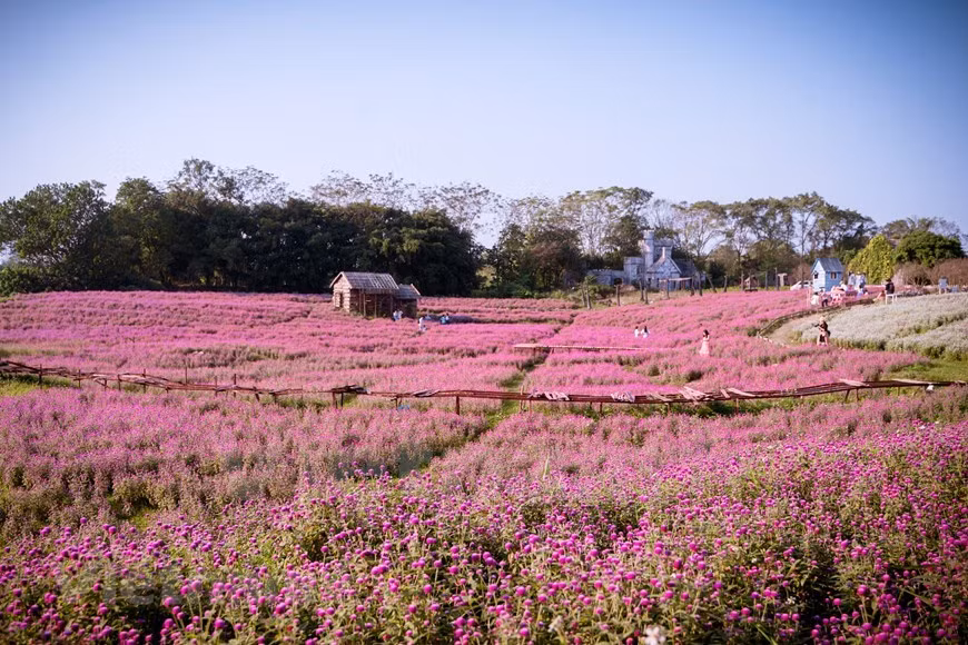 Les fleurs violettes expriment la douceur et la délicatesse. Les fleurs violettes expriment la douceur et la délicatesse.