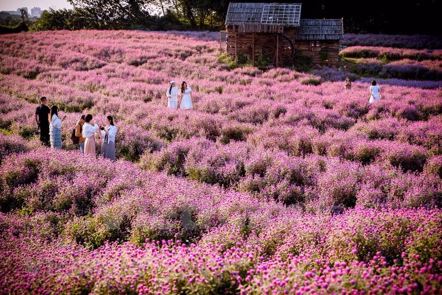 Des champs de fleurs constituent une destination de prédilection des femmes et jeunes filles. Des champs de fleurs constituent une destination de prédilection des femmes et jeunes filles.