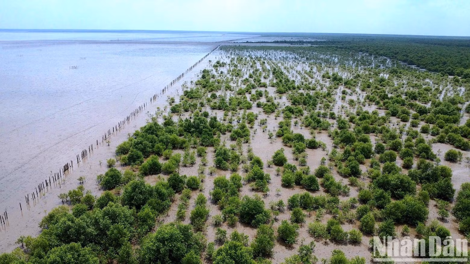 Cà Mau compte plus de 63.000 hectares de mangroves, s’étendant de la côte de Tieu Dua (commune de Khanh Tien, district d’U Minh) aux districts de Trân Van Thoi, Phu Tân, Dâm Doi, Nam Can et Ngoc Hiên. Photo : NDEL