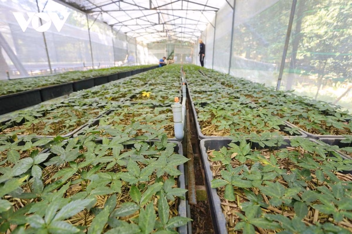 La province de Quang Nam se concentre sur la préservation des ressources génétiques du ginseng Ngoc Linh. Photo : VOV. La province de Quang Nam se concentre sur la préservation des ressources génétiques du ginseng Ngoc Linh. Photo : VOV.