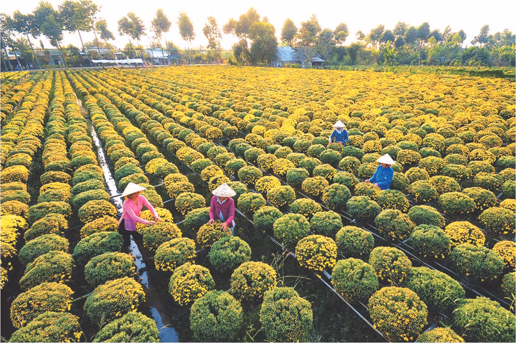 Le village horticole de Sa Dec dans la province de Dông Thap (d elta du Mékong). Le village horticole de Sa Dec dans la province de Dông Thap (d elta du Mékong).