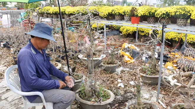 L'horticulteur Huu Duc enfile des files métalliques pour façonner des abricotiers sous forme de bonsaïs. Photo : CVN.