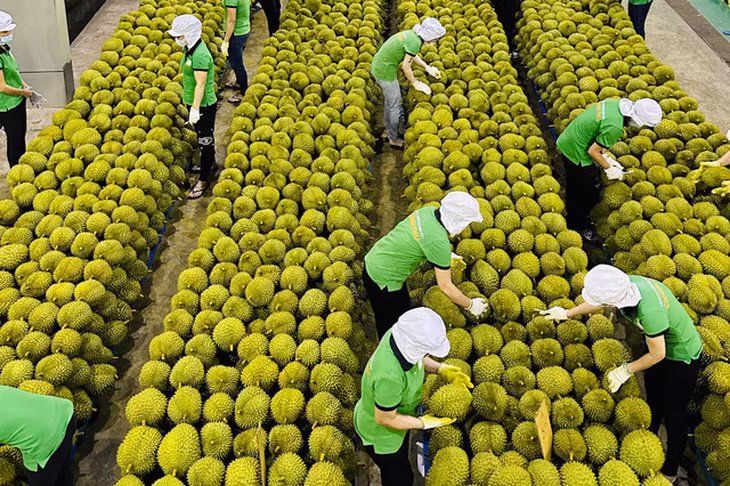 La valeur d’exportations de durian du Vietnam pourrait atteindre 3 milliards de dollars d'ici la fin de cette année, représentant 60 % des exportations nationales de fruits et légumes. Photo : congthuong.vn