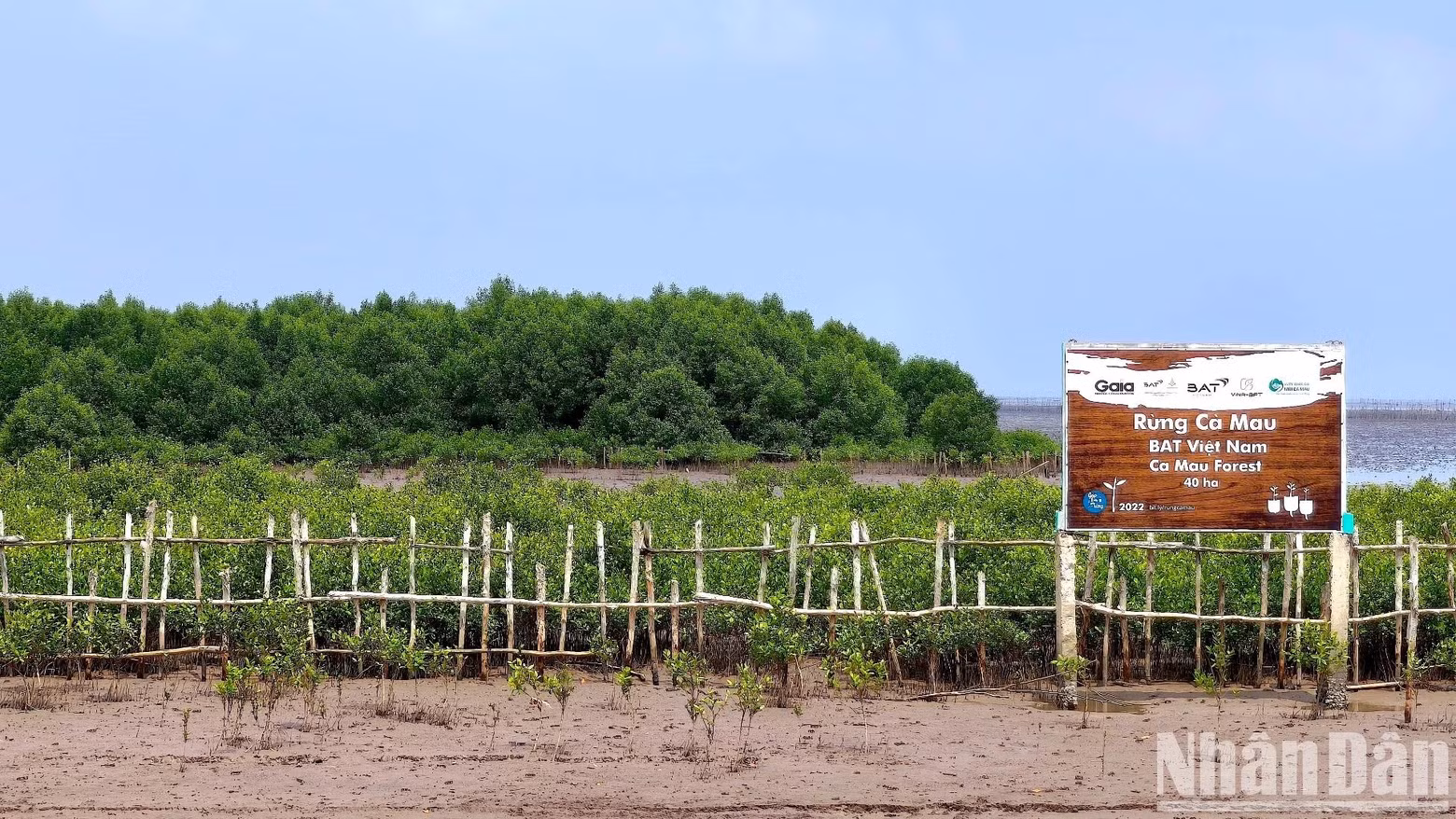 Ca Mau est la seule province du Vietnam bordée des trois côtés par la mer avec un littoral total de plus de 250 km, représentant un tiers du delta du Mékong. Photo : NDEL.