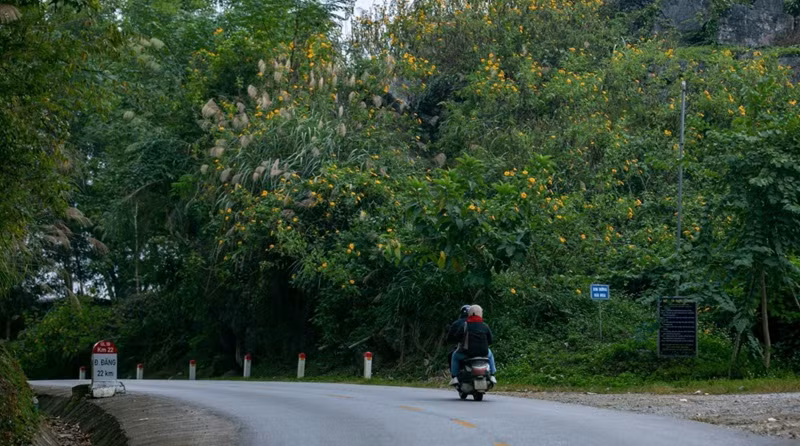 Vietnam : les tournesols mexicains attirent les visiteurs au col de Lung Pa ảnh 2