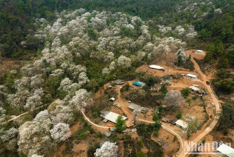 La beauté sauvage et mystérieuse de l'ancienne forêt du village de Nam Cum