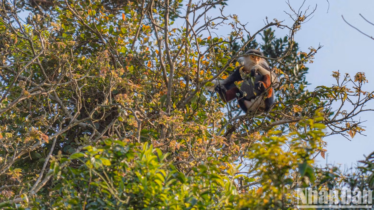 À cette époque, les doucs recherchent souvent des arbres près de la zone routière sur la péninsule de Son Tra. Il suffit d’y prêter attention et les visiteurs pourront facilement les voir.