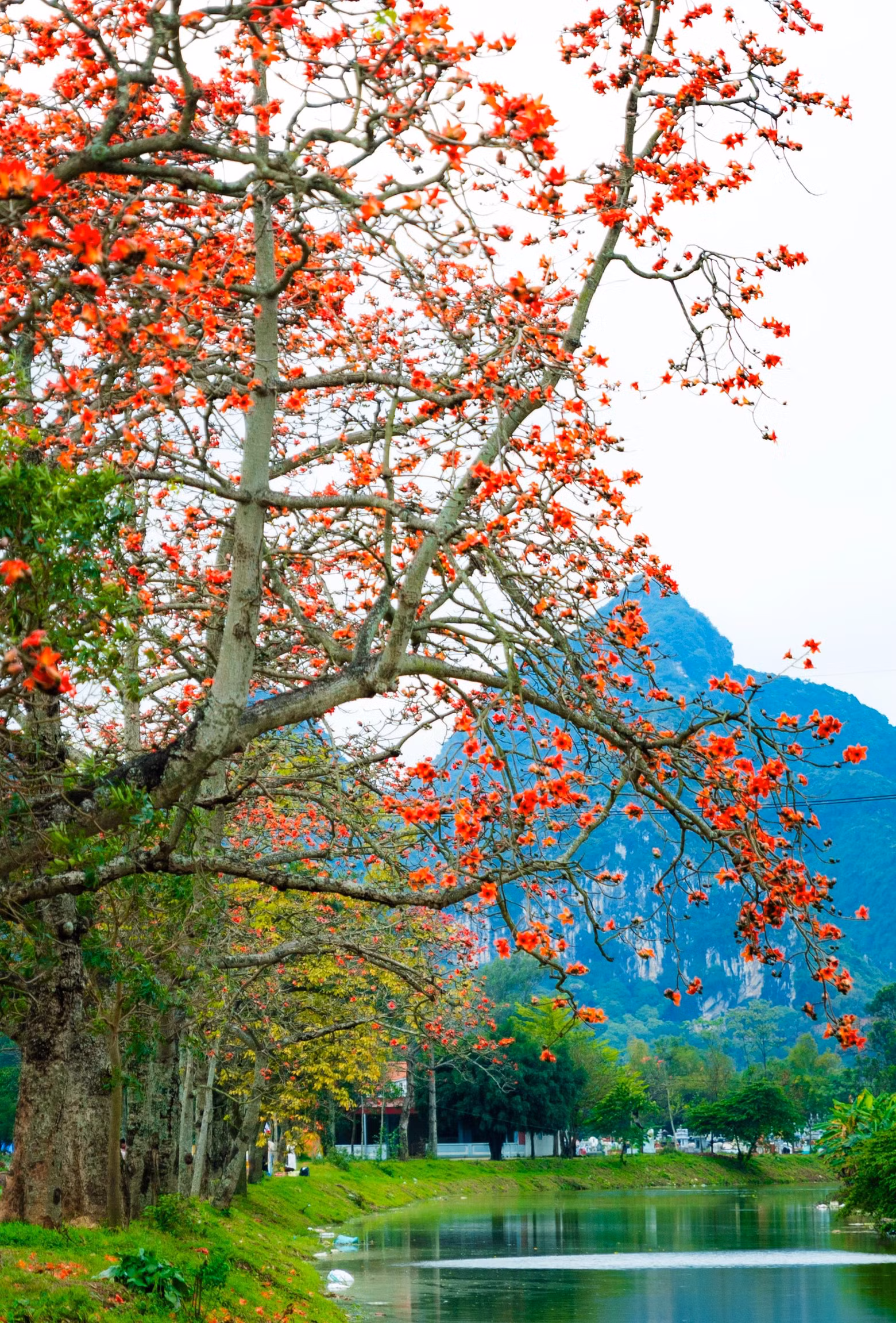 Les kapokiers perdent généralement leurs feuilles à la fin de l'hiver et fleurissent au printemps lorsque le temps se réchauffe. Lorsqu’ils fleurissent, c'est aussi le signe que l'été arrive et que le froid du Nord disparaît peu à peu.