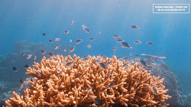 La mer autour de l'île de Thanh Lân renferme une biodiversité avec des écosystèmes typiques des mers tropicales, y compris de riches écosystèmes de récifs coralliens. Photo : baoquocte.vn