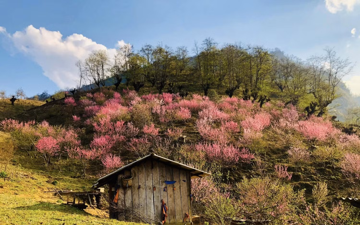 Les montagnes sont encore belles au printemps, car il fait doux. Photo: Laocaitourism.vn