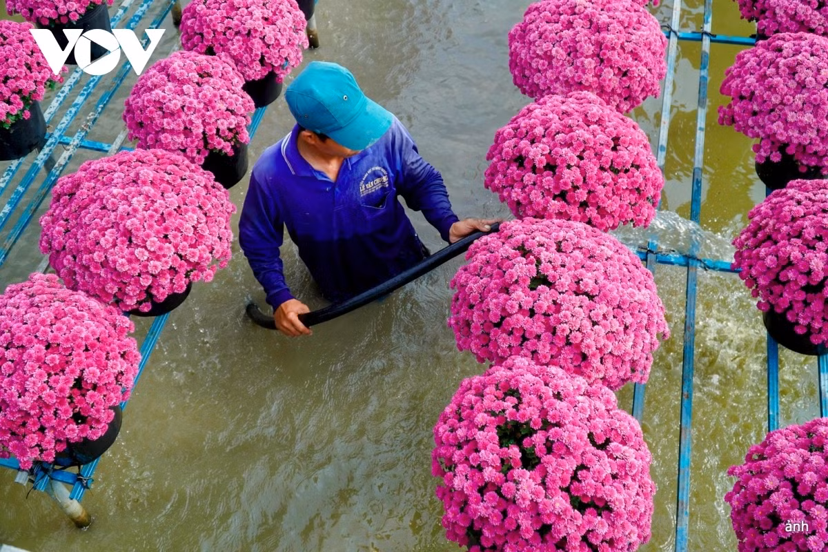 Les habitants de Sa Dec prennent soin des fleurs du Têt. Photo : VOV.