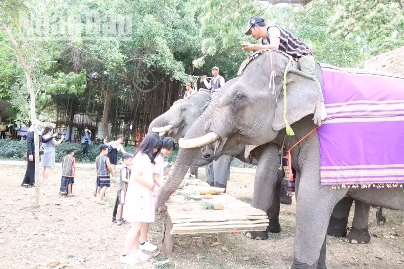Les enfants adorent nourrir les éléphants. Les enfants adorent nourrir les éléphants.