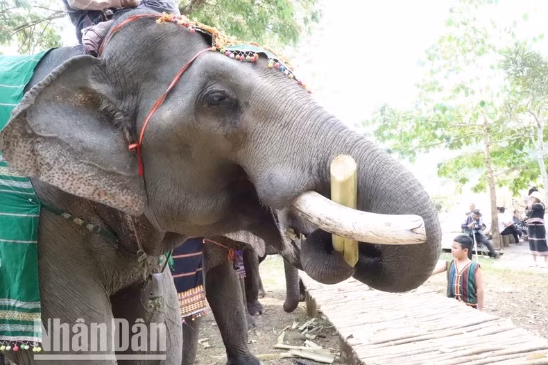 Les éléphants sont mieux nourris et en meilleure santé qu’auparavant. Les éléphants sont mieux nourris et en meilleure santé qu’auparavant.