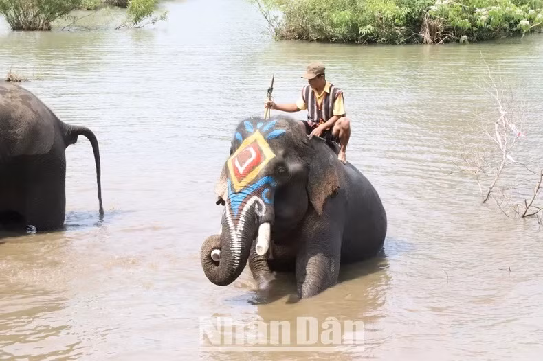 La baignade des éléphants est toujours appréciée des touristes. La baignade des éléphants est toujours appréciée des touristes.