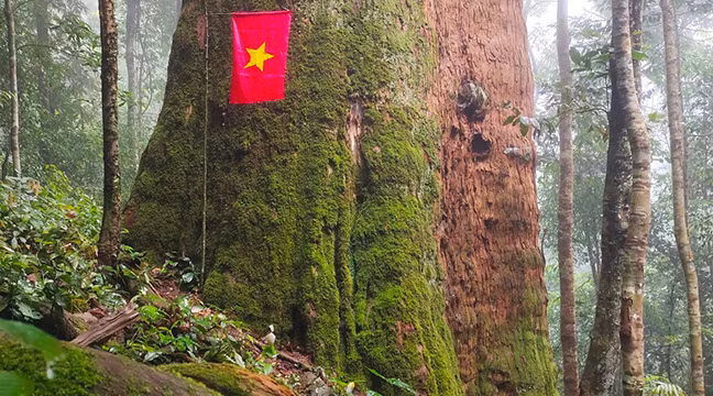 Il a une circonférence du tronc de 23,7 m et un diamètre du tronc de 5,5 m. Il est considéré comme le plus grand cunninghamia konishii du Vietnam. Photo : tienphong.vn