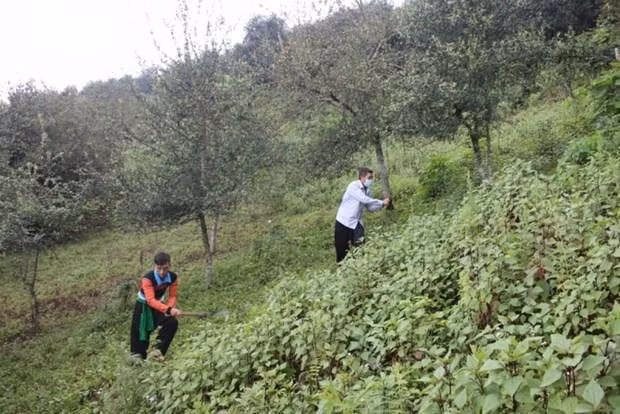 La tao mèo est considérée comme l’un des meilleurs expédients pour lutter contre la pauvreté et préserver les espaces forestiers. Photo: VOV