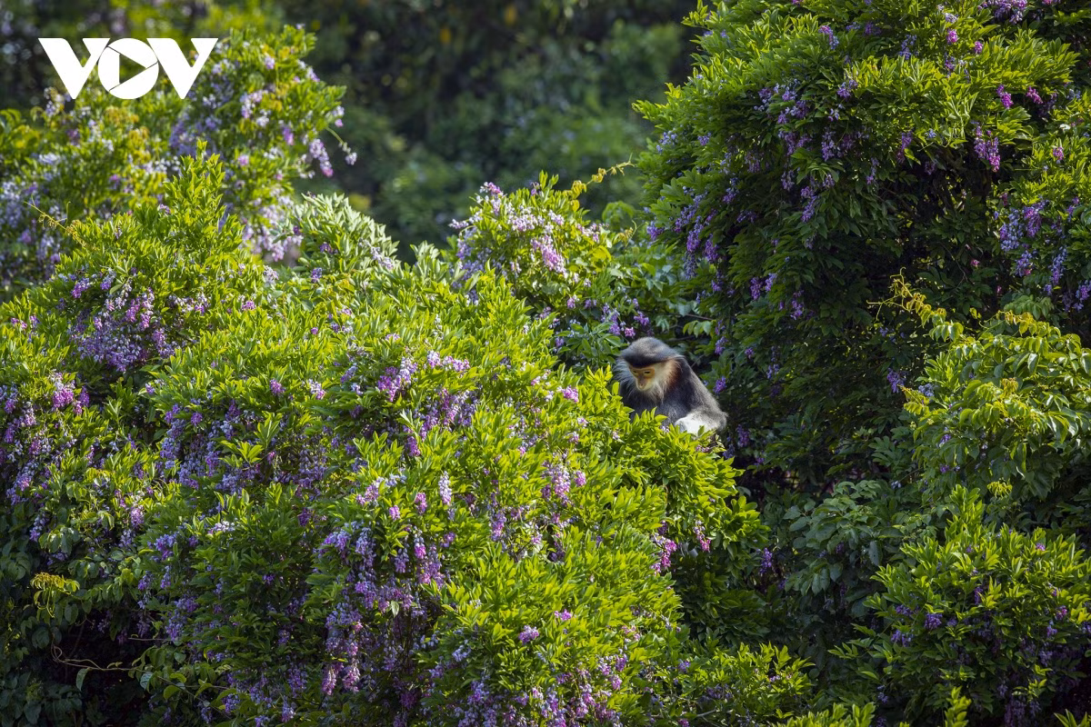 Un douc langur à pattes brunes se prépare à se nourrir de feuilles de millettia ichthyochtona. Photo : VOV.