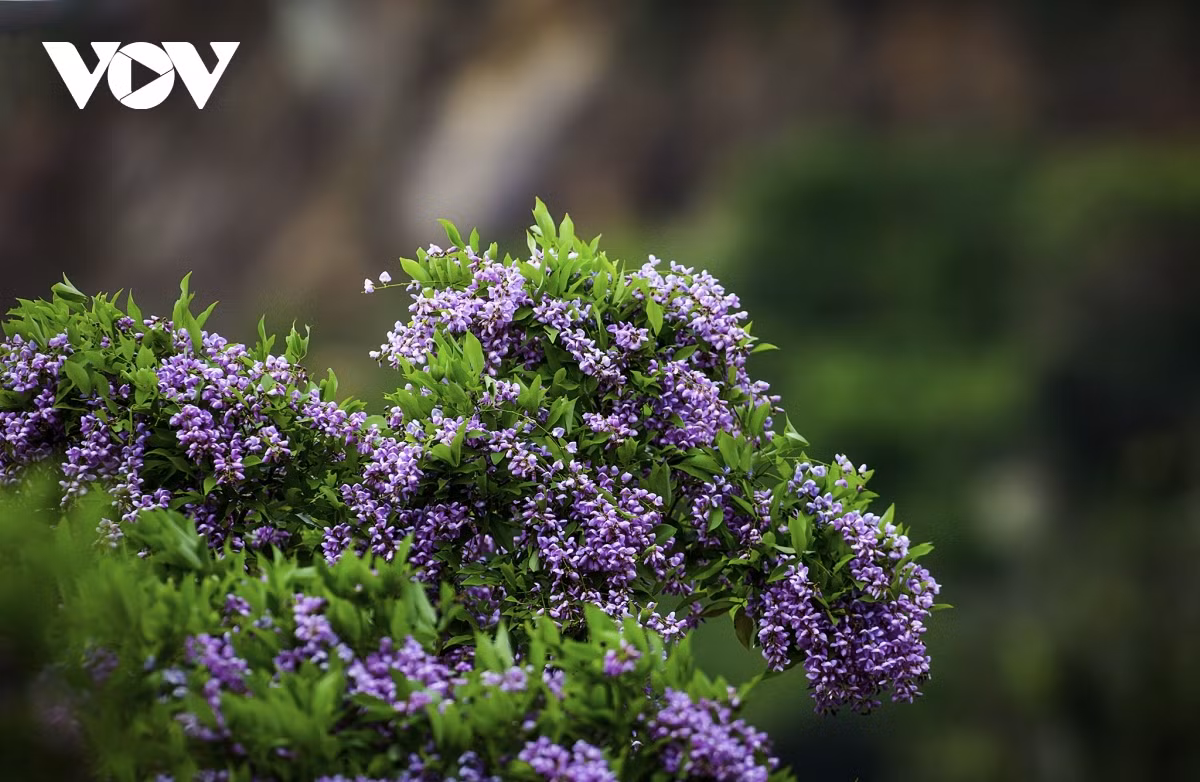 La beauté déchirante des fleurs violettes et les langurs ont créé une peinture de la nature attirant des gens y venir. Photo : VOV.