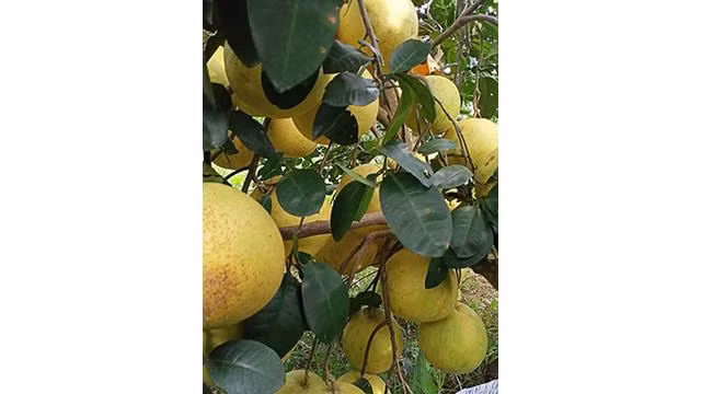 La saison du pomelo Phuc Trach dure environ septembre, octobre et novembre. Photo : Tuê Nhi/NDEL.