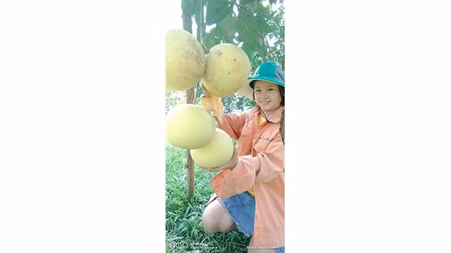 La commune de Huong Trach possède la plus grande superficie de culture de pomelo Phuc Trach à Huong Khê, avec plus de 200 hectares. Photo : Tuê Nhi/NDEL.