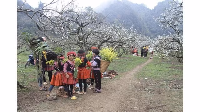 La beauté naturelle de Môc Châu a également attiré les visiteurs tout au long des quatre saisons de l'année, comme le printemps avec la couleur blanc pur des fleurs d'abricotier et de prunier, ou l'été avec l'immense vert des collines de thé, avec des avocats mûrs et des prunes. Photo : VOV.