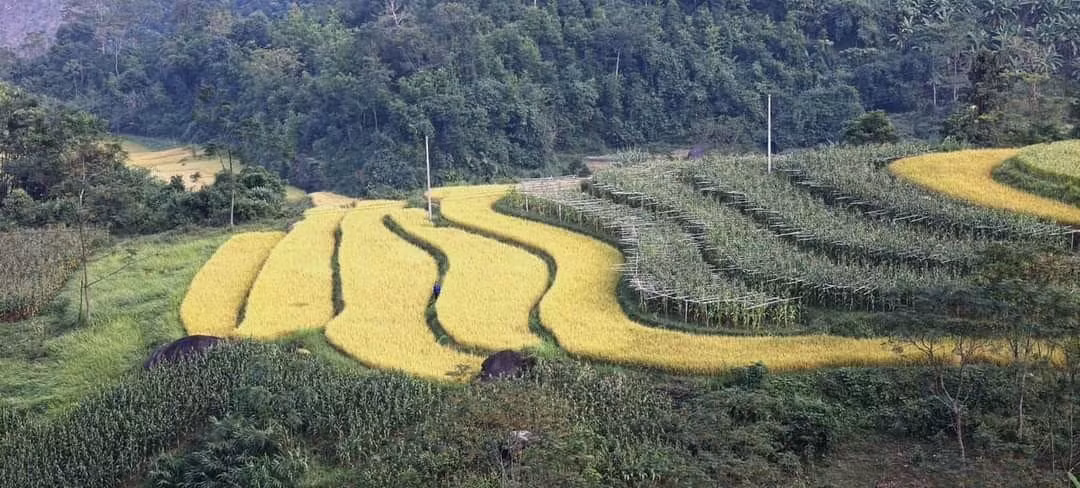 Pendant la saison du riz mûr, les champs deviennent jaune vif, et ressemblent à des vagues qui fascinent les visiteurs. Pendant la saison du riz mûr, les champs deviennent jaune vif, et ressemblent à des vagues qui fascinent les visiteurs.