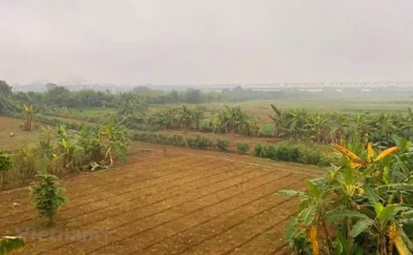 Cultures agricoles sur la vasière au milieu du fleuve Rouge. Photo : Vietnam+ Cultures agricoles sur la vasière au milieu du fleuve Rouge. Photo : Vietnam+