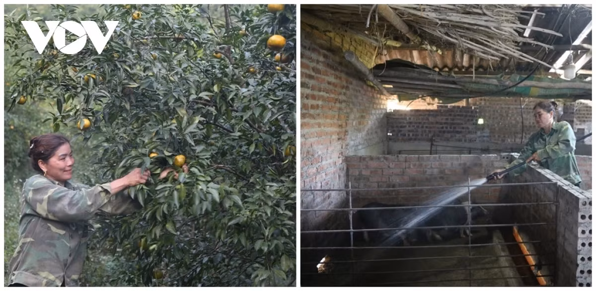 Grâce à l’agriculture et à l’élevage, la famille de Chung Thi Bun gagne environ 250 millions de dôngs par an. Photo : VOV.