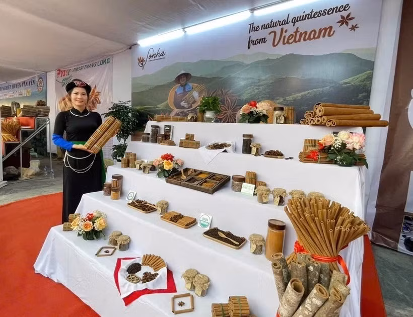 Avec une superficie de plus de 57 000 hectares et une gamme de plus de 50 produits dérivés, Van Yên détient la plus grande superficie de cannelle au Vietnam. Photo : VNA
