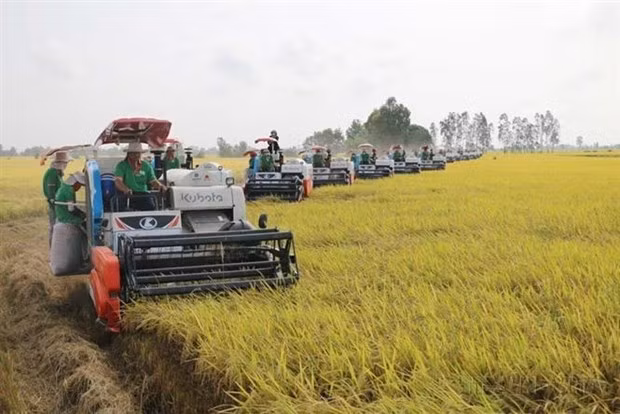 Depuis la mise en œuvre du Đổi mới en 1986, la riziculture du Vietnam s'est développée rapidement, augmentant à la fois la production et la productivité. Photo : VNA.