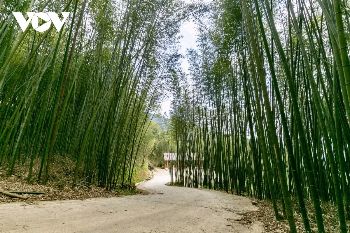 Depuis 2021, le district de Nguyên Binh a mis en œuvre un programme visant à construire des tours à découvrir les plantations de bambou de Ban Phuong dans la région de Phja Oac - Phja Den dans le but à la fois d'exploiter le développement économique et de servir le développement touristique.