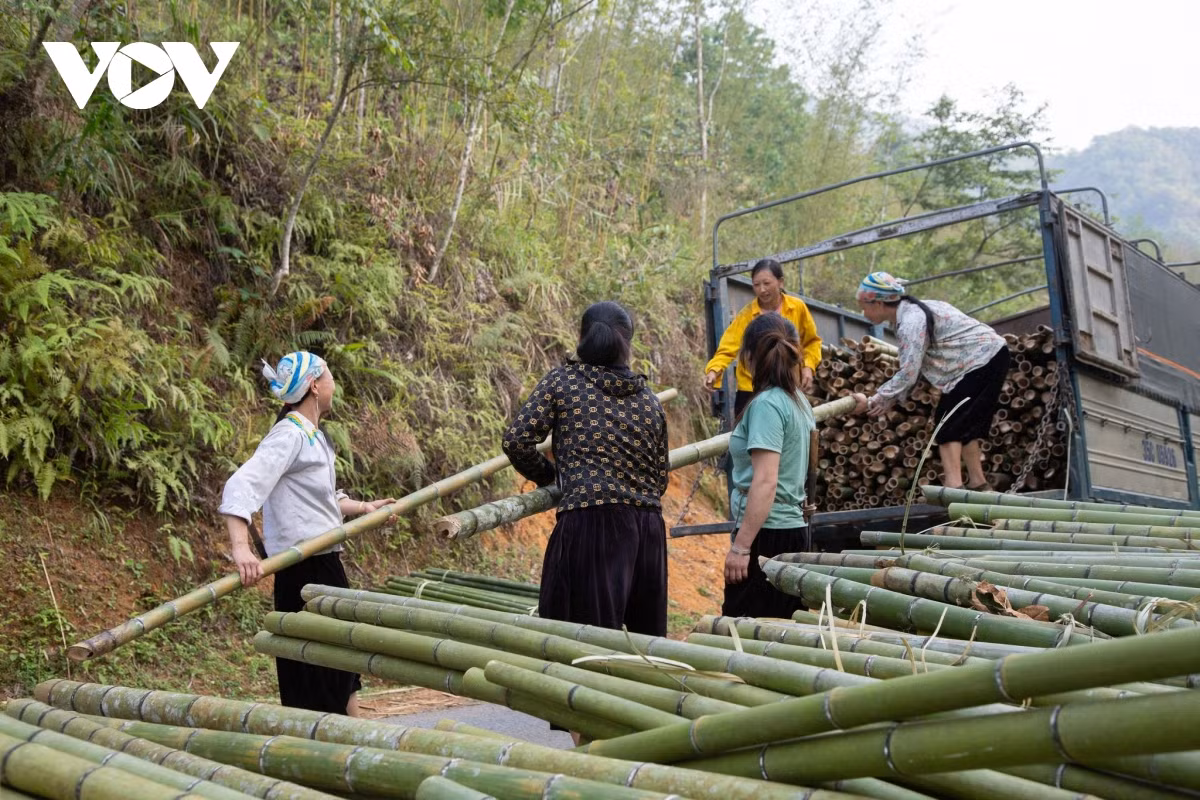 Le district de Nguyên Binh compte jusqu'à 8 ethnies vivant ensemble. Le hameau Ban Phuong de la commune de Thành Công compte près de 60 ménages avec plus de 200 personnes, dont la plupart sont des Dao Tiên et des Dao Do.
