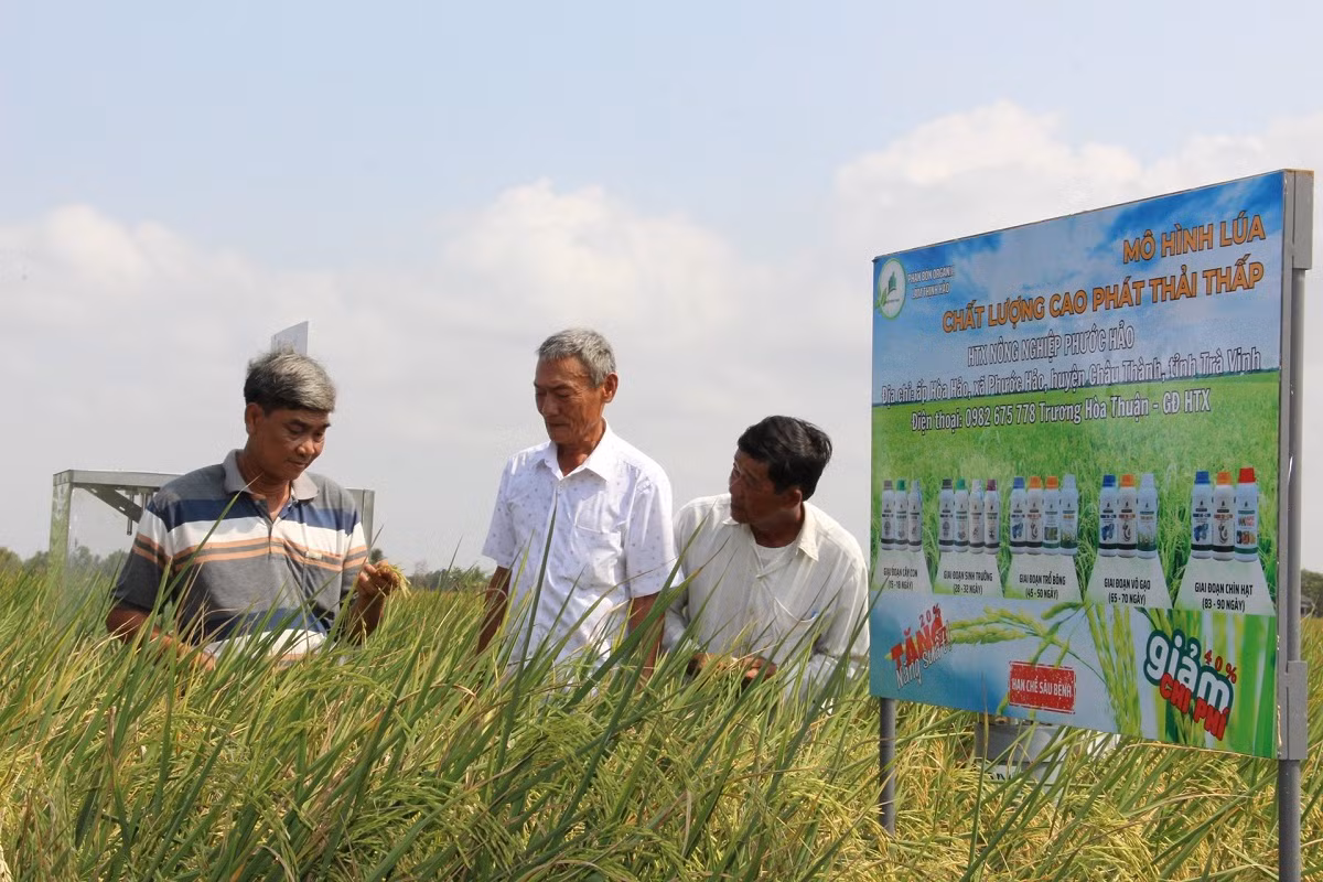 Le modèle pilote mis en œuvre à la Coopérative agricole Phuoc Hao, dans la commune de Phuoc Hao, district de Chau Thanh (Tra Vinh), sur une superficie de 50 hectares, a vu la participation de 46 ménages. Photo : Danviet.