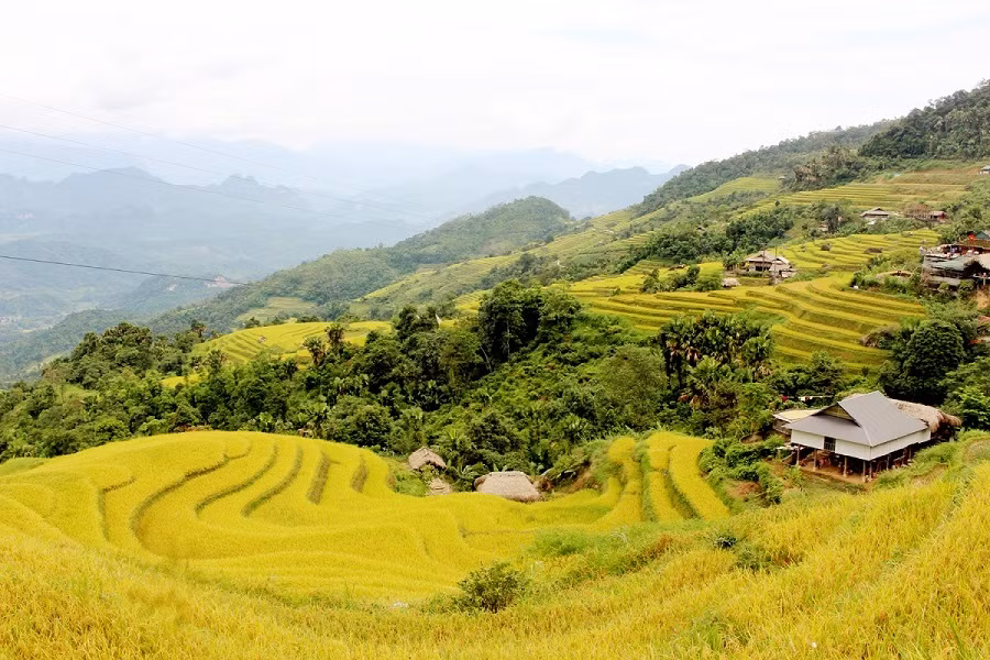 Des champs en terrasses superposées à Ha Giang. Photo : baohagiang.