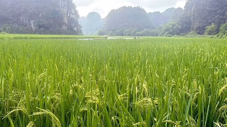 Cette année, le tableau « La carpe franchissant la porte du dragon » présente de nombreux détails complexes et une combinaison de couleurs entrelacées, ce qui exige une plantation de riz selon des instructions précises, ainsi qu’un repiquage, un éclaircissage, un entretien et des ajustements en temps opportun. Photo: nhandan.vn Cette année, le tableau « La carpe franchissant la porte du dragon » présente de nombreux détails complexes et une combinaison de couleurs entrelacées, ce qui exige une plantation de riz selon des instructions précises, ainsi qu’un repiquage, un éclaircissage, un entretien et des ajustements en temps opportun. Photo: nhandan.vn