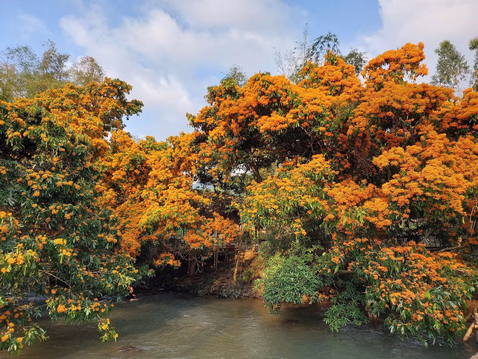 Les fleurs Trang éclosent le long du ruisseau Tà Ma, district de Vinh Thanh, province de Binh Dinh. Photo : congly.vn