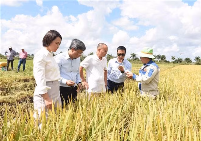 L'ambassadeur du Vietnam, Lê Quang Long (2e de gauche à droite), visite un champ rizière. Photo : VNA.