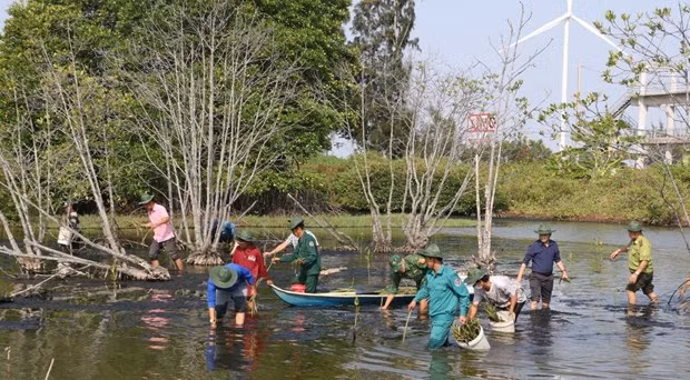 Augmentation de la superficie de mangroves dans la province de Bac Liêu. Photo : VNA/CVN Augmentation de la superficie de mangroves dans la province de Bac Liêu. Photo : VNA/CVN