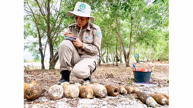 Ngoc Thuy est chargée de déminer les zones de pollution dans la province de Quang Trị. Photo : Organisation Aide populaire norvégienne. Ngoc Thuy est chargée de déminer les zones de pollution dans la province de Quang Trị. Photo : Organisation Aide populaire norvégienne.