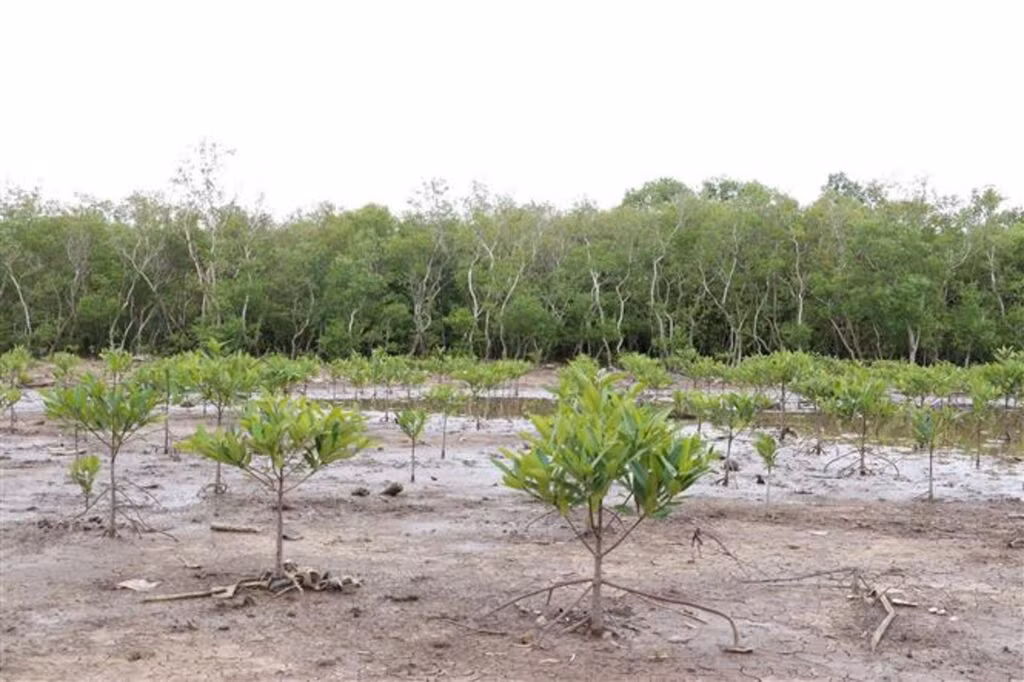 Le reboisement est choisi par le Vietnam comme l'une des mesures essentielles pour la résilience au changement climatique. Photo : VNA.