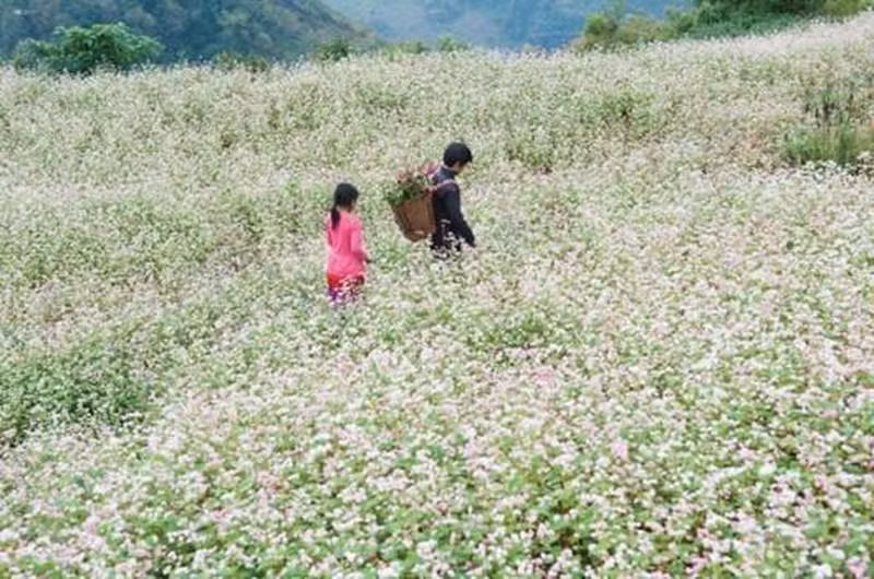 Des fleurs de sarrasin. Photo : NDEL. Des fleurs de sarrasin. Photo : NDEL.