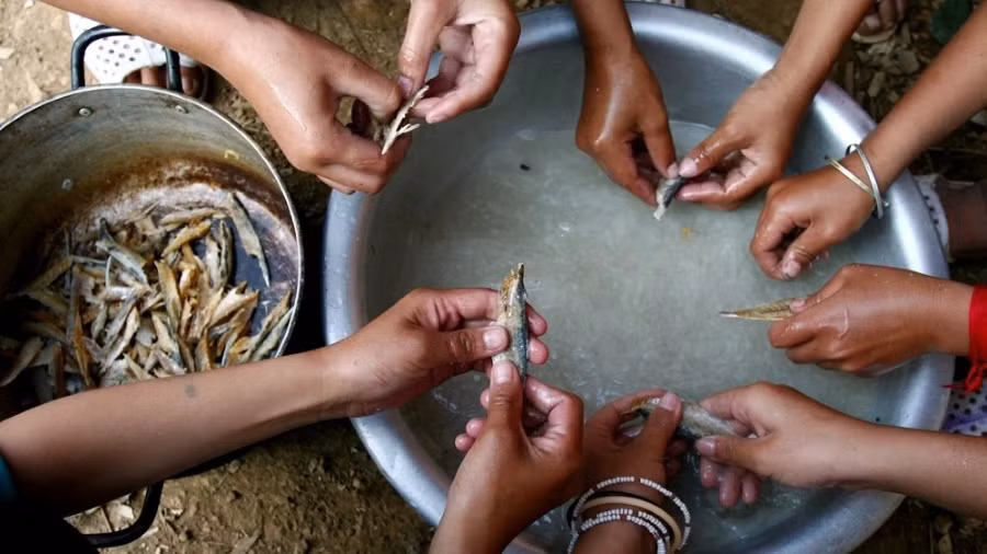 Pour les familles plus aisées, les enfants pouvaient parfois avoir un peu de poisson séché en supplément. Pour les familles plus aisées, les enfants pouvaient parfois avoir un peu de poisson séché en supplément.