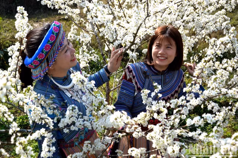 Les filles portent des robes colorées traditionnelles des groupes ethniques minoritaires et leur visage s’éclaire de leur sourire au milieu des fleurs de prunier.