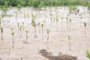 La mangrove de la commune de Vinh Hai s’étend et prospère, contribuant à faire émerger un écosystème riche en biodiversité et porteur d’un avenir durable pour la réserve de biosphère mondiale de Nui Chua.