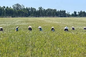 Une rizière cultivée selon des pratiques agricoles à faibles émissions à Dong Thap. Photo : Vnexpress.