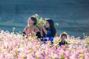 La floraison du sarrasin est l’un des grands attraits qui attirent les voyageurs à Tuyen Quang. Photo : Vietnamnet.
