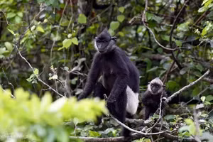 Des langurs de Delacour à Ninh Binh. Photo : Vnexpress.